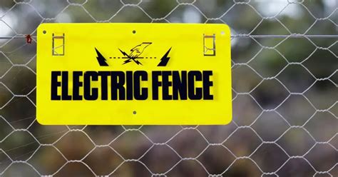 How Many Volts Is an Electric Fence: And Why Do Cows Seem to Enjoy the Shock?